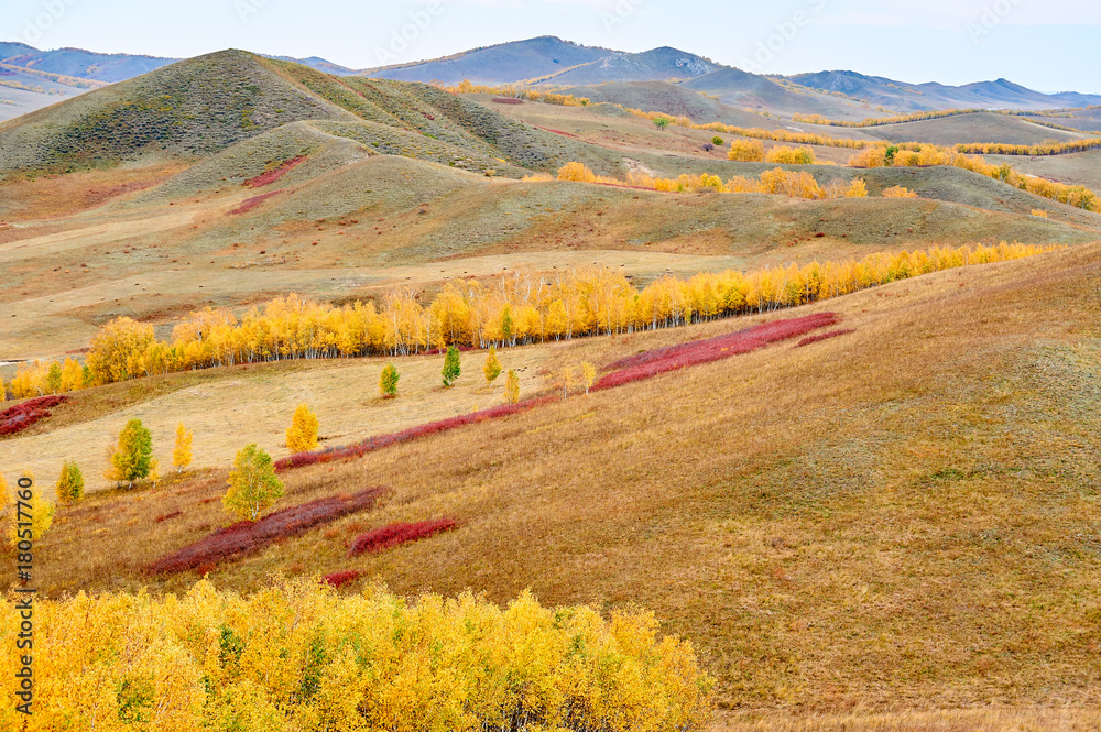 The golden autumn of grassland