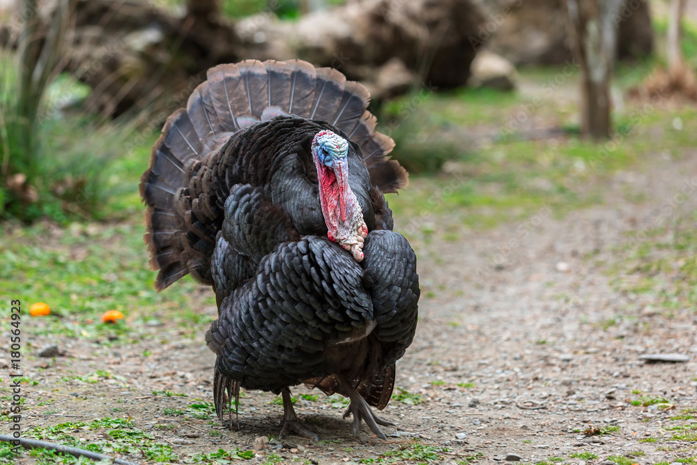 Male turkeys strutting in orange garden on Crete, Greece