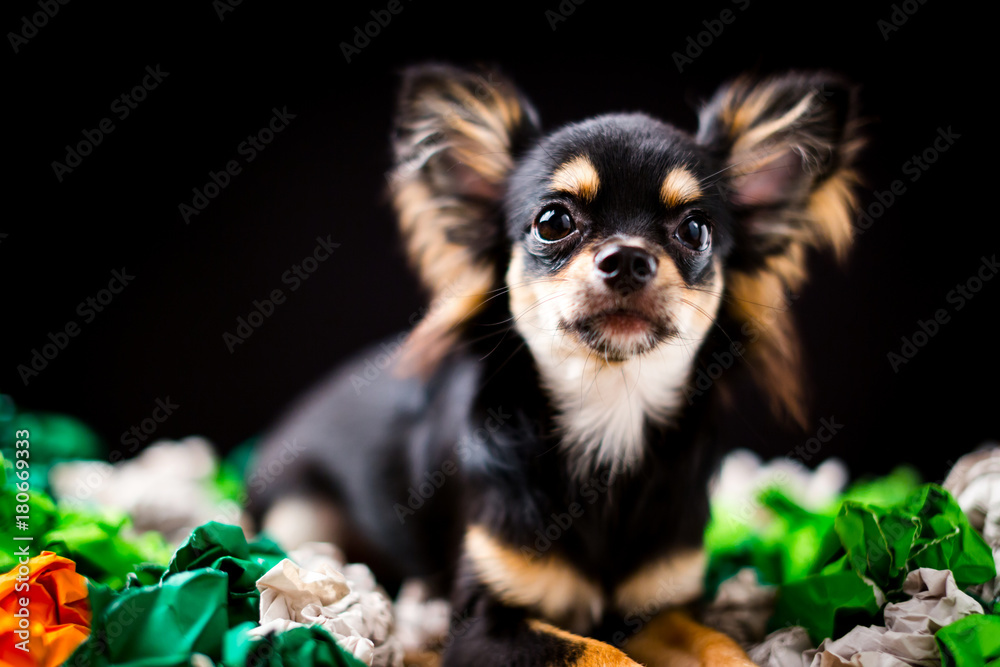 cute chihuahua dog isolate black background