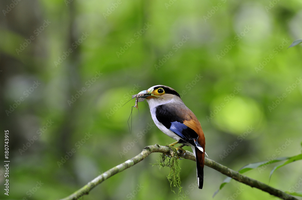 银胸宽嘴鹬（Serilophus lunatus）可爱的白蓝棕色鸟类，配天鹅绒项链