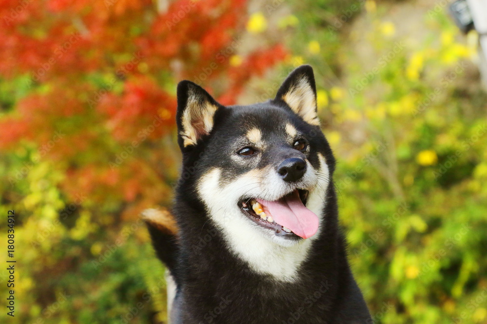 柴犬