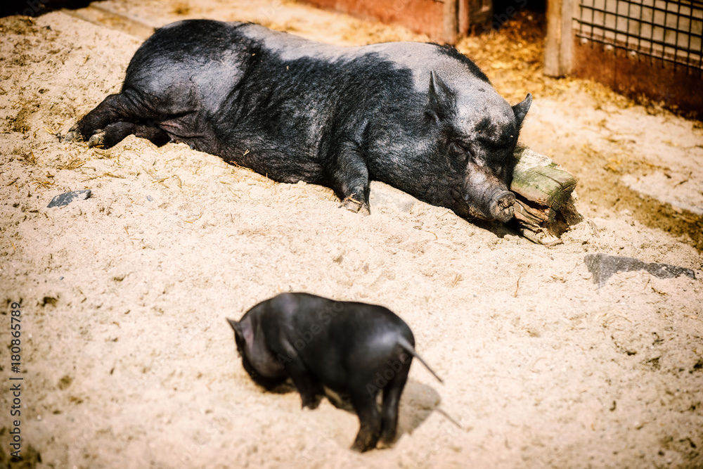 Sleeping big pig with baby piglet. Farm background