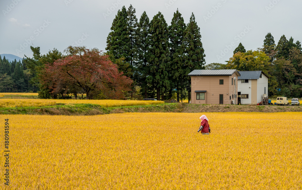 日本农村地区的金色稻田。