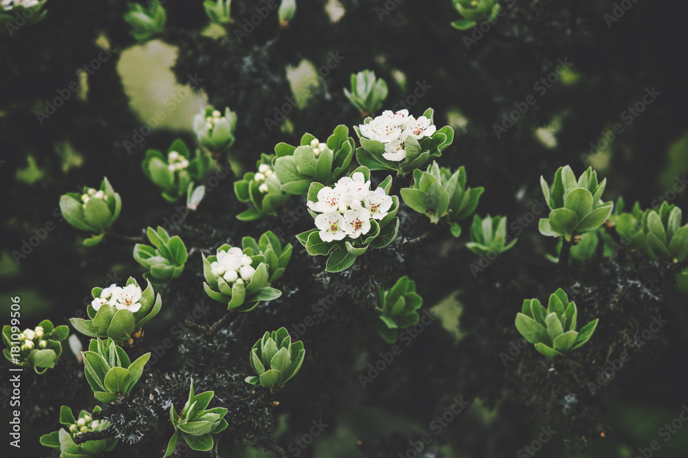 White flowers tree beautiful spring seasonal close up view