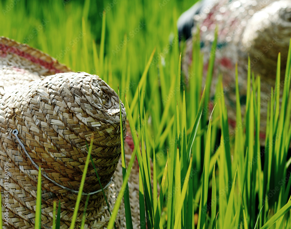 Rice farmers in Malaysia.