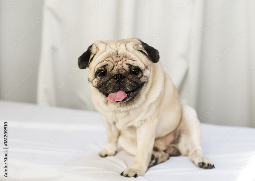 Portrait of a pet pug