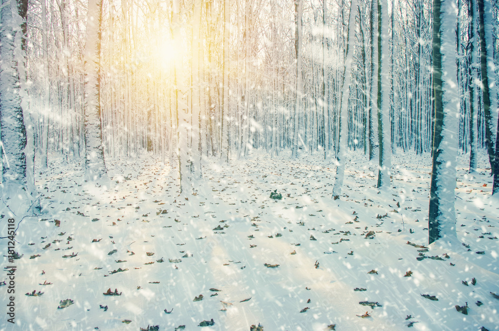 雪地里的冬季森林