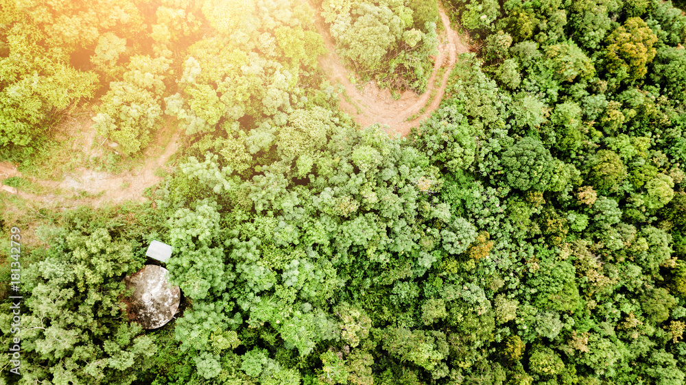 Top view from the drone to the forest.