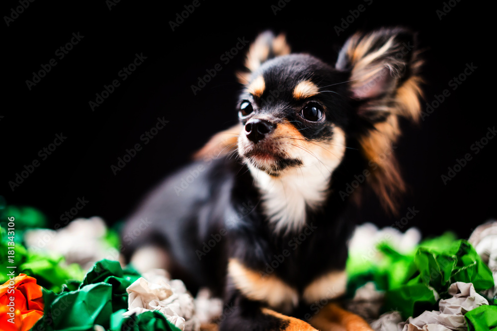 cute chihuahua dog isolate black background