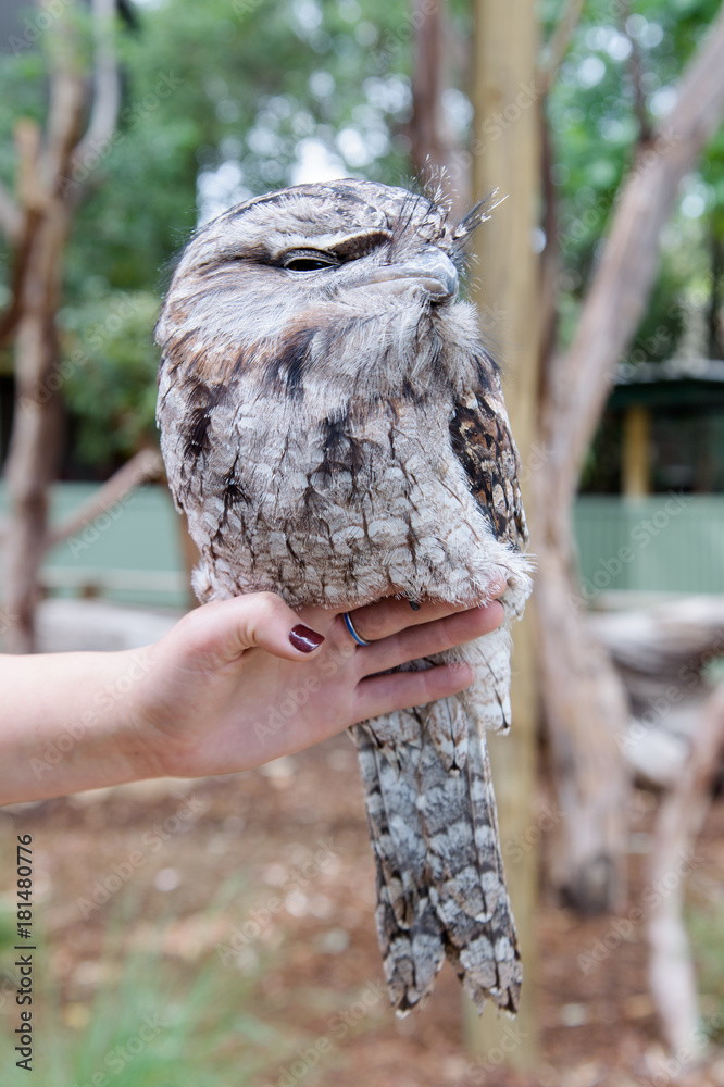 an owl on a hand in a park
