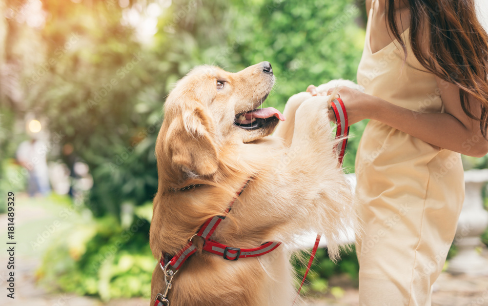 带着狗金毛寻回犬的女人在公园里的肖像，日落在门外