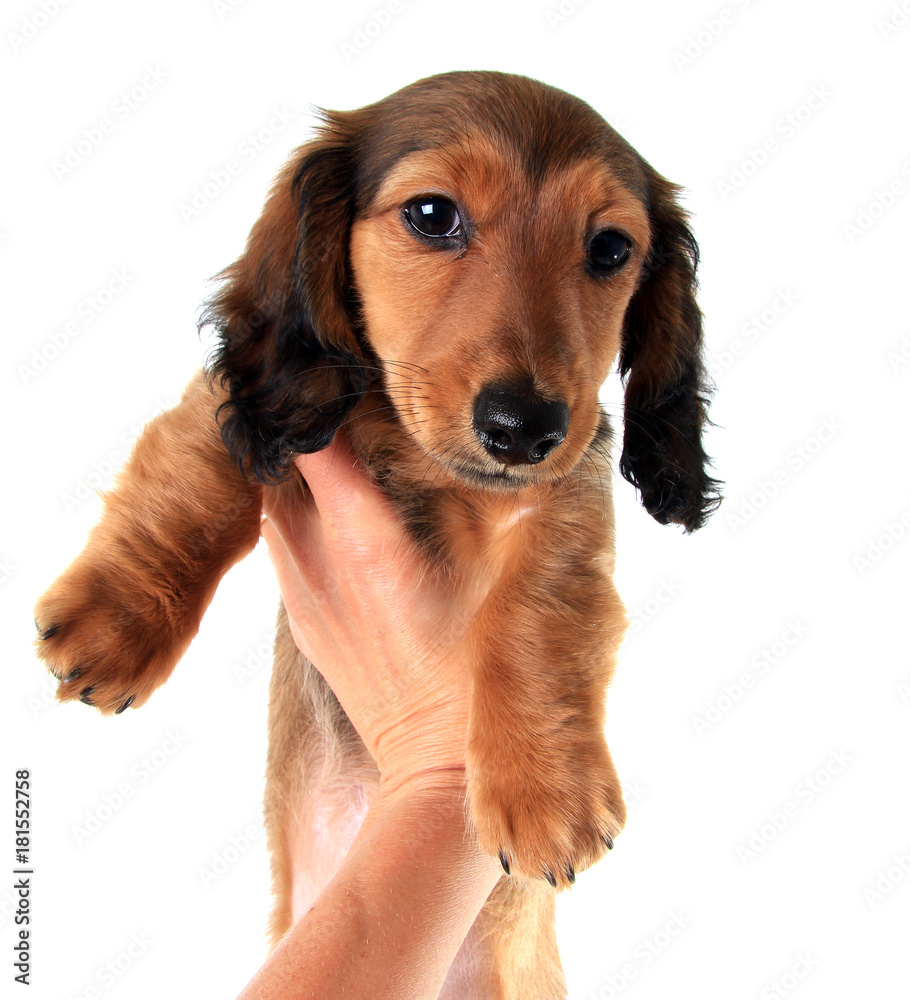 Dachshund puppy