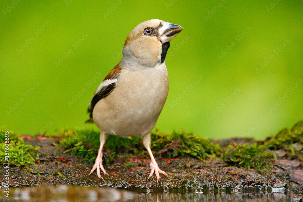 Hawfinch，Coccothraustes coccotraustes，坐在水中的棕色鸣禽，漂亮的地衣树膜