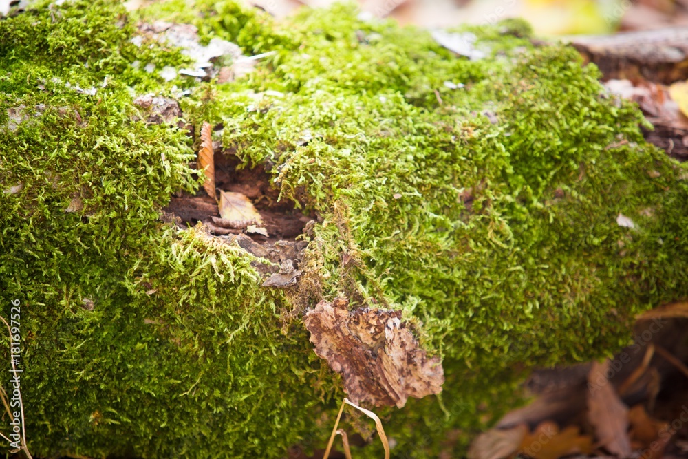 苔藓。