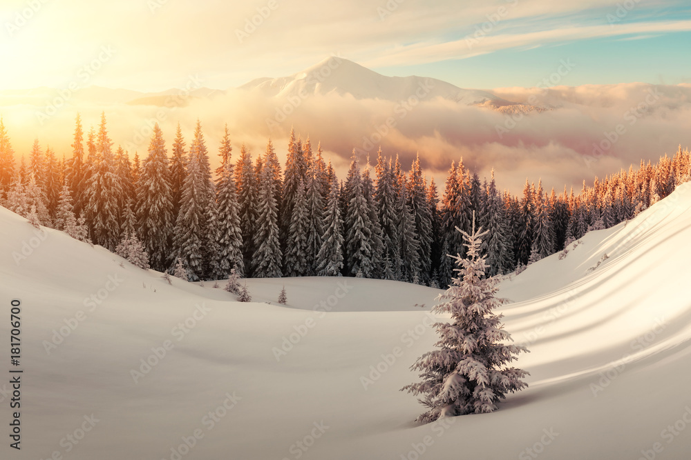 Dramatic wintry scene with snowy trees.