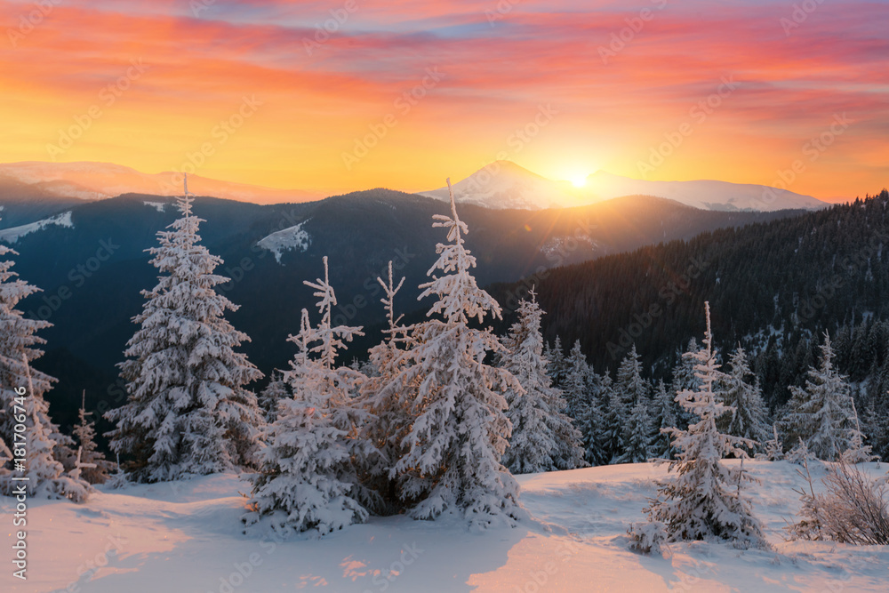 Dramatic wintry scene with snowy trees.