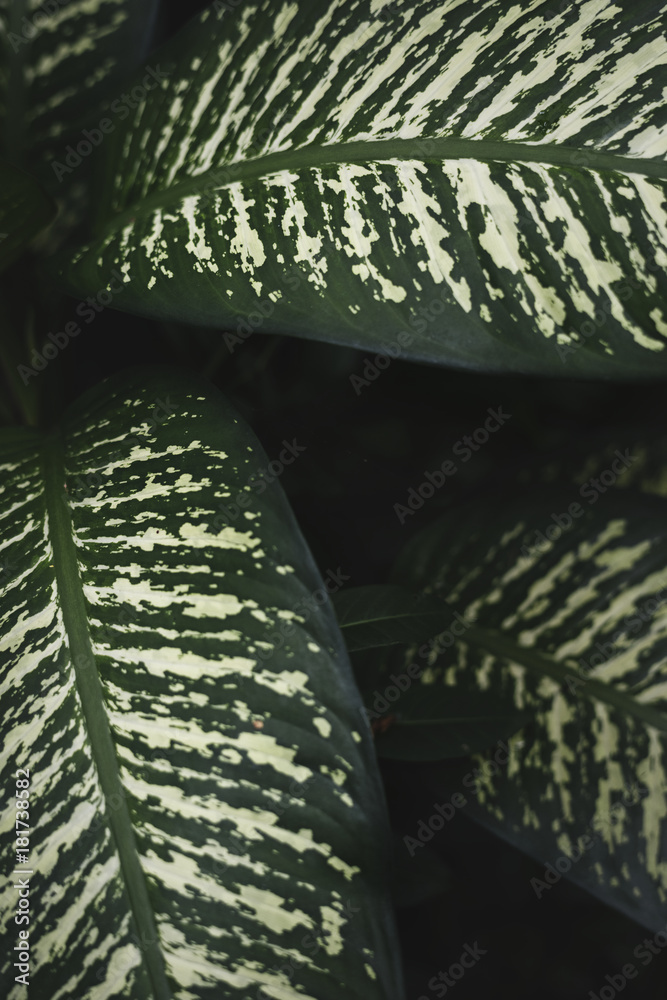 Close up image of leaves