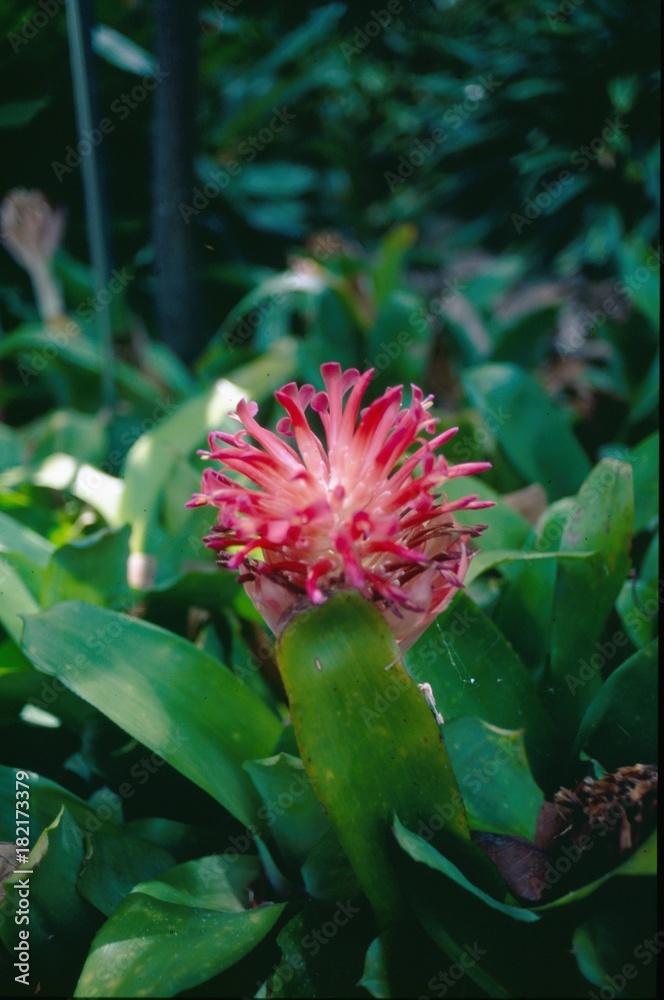 Rot-weiße Blüte