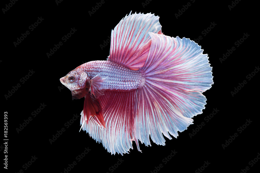 beautiful betta splendens isolated on black background