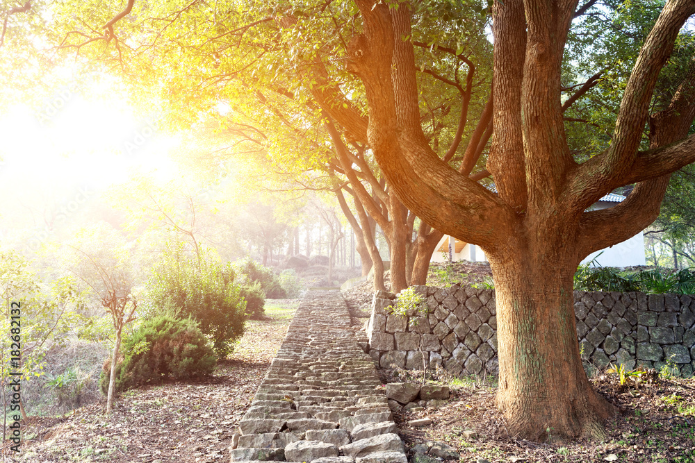 rocky steps near green tree with sunbeam