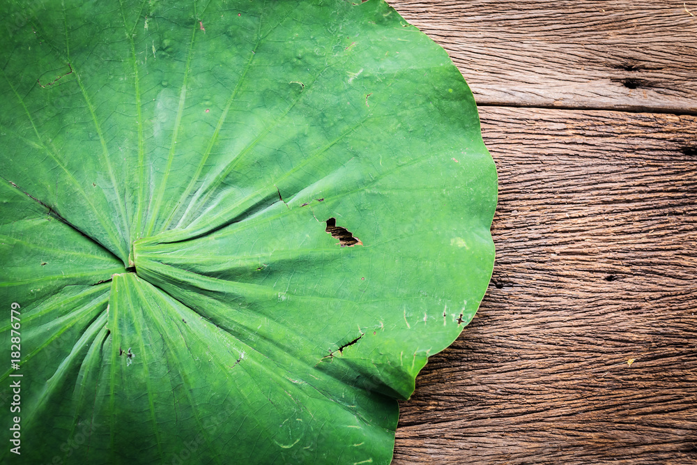 lotus leaf on wooden texture background