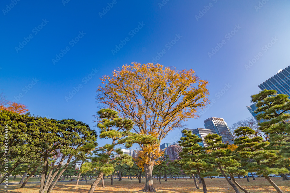 都会を彩る紅葉の木々