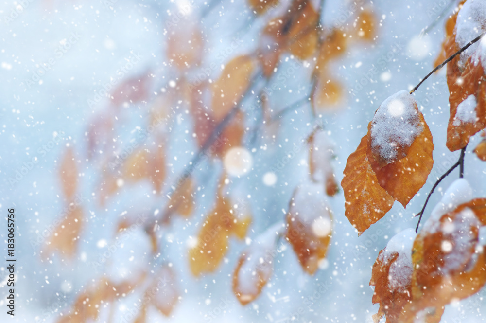 Yellow leaves in snow on sun