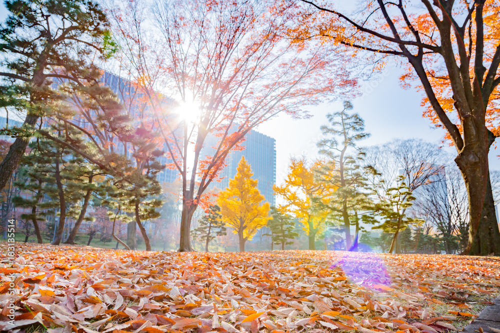 紅葉した公園の落葉樹の葉