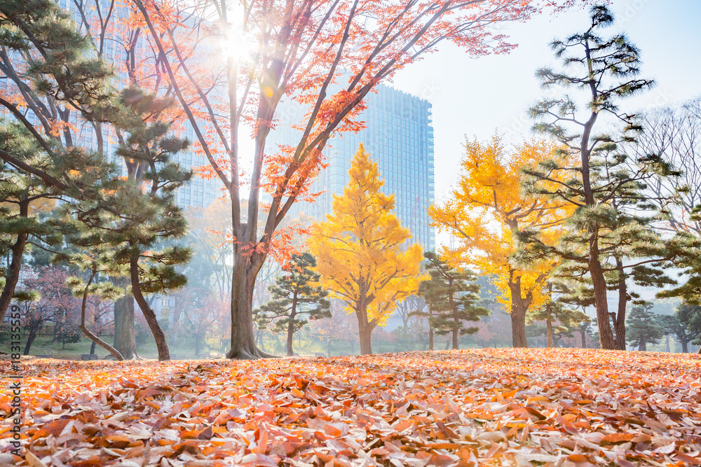 紅葉した公園の落葉樹の葉