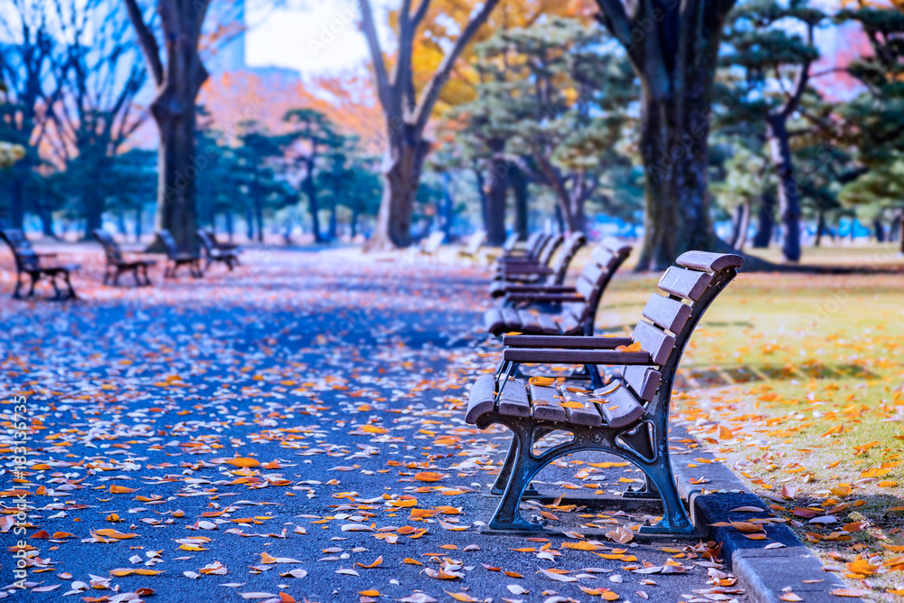 秋の公園のベンチ