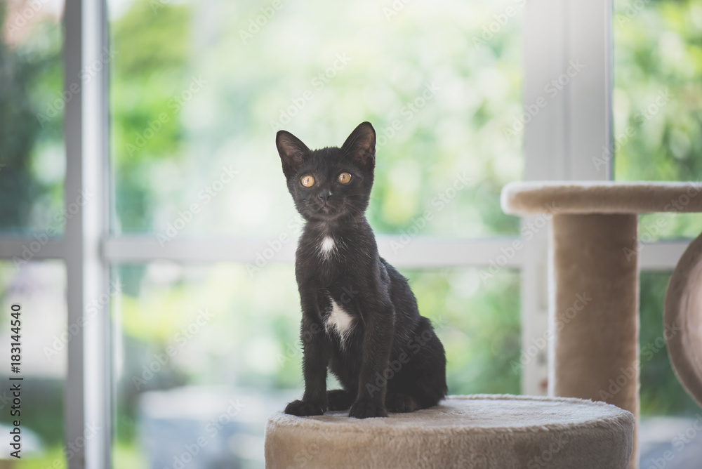 Cute Black kitten sitting on cat tower