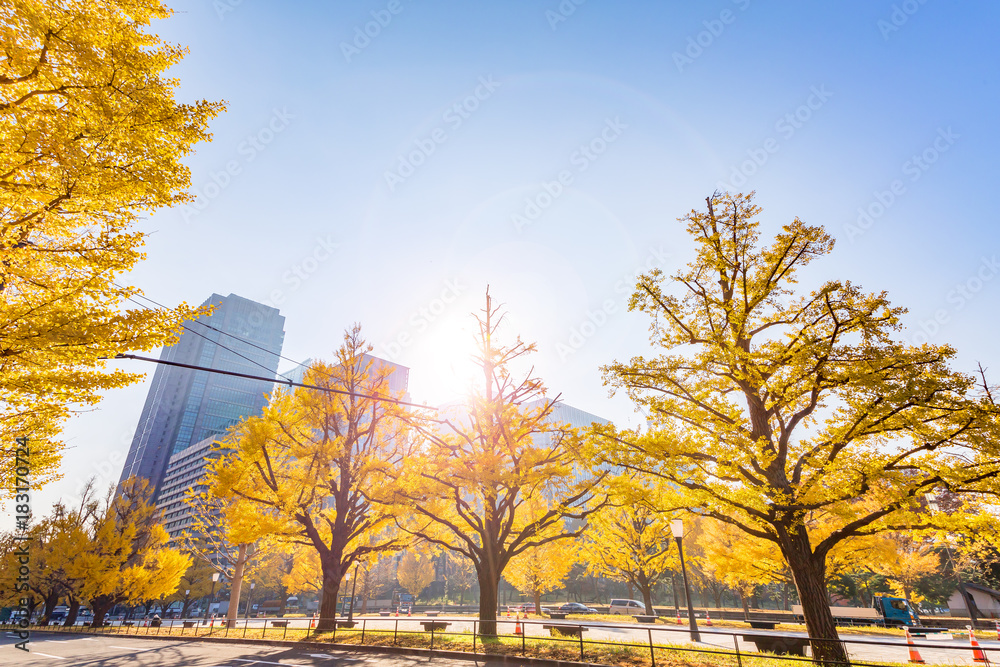 都会を彩る紅葉の木々