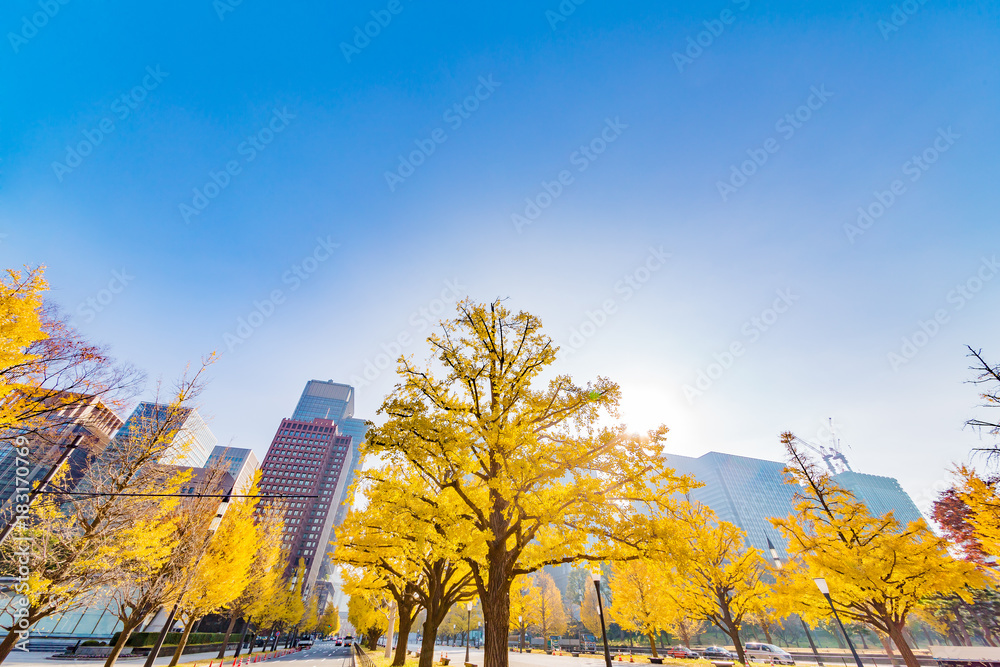 都会を彩る紅葉の木々