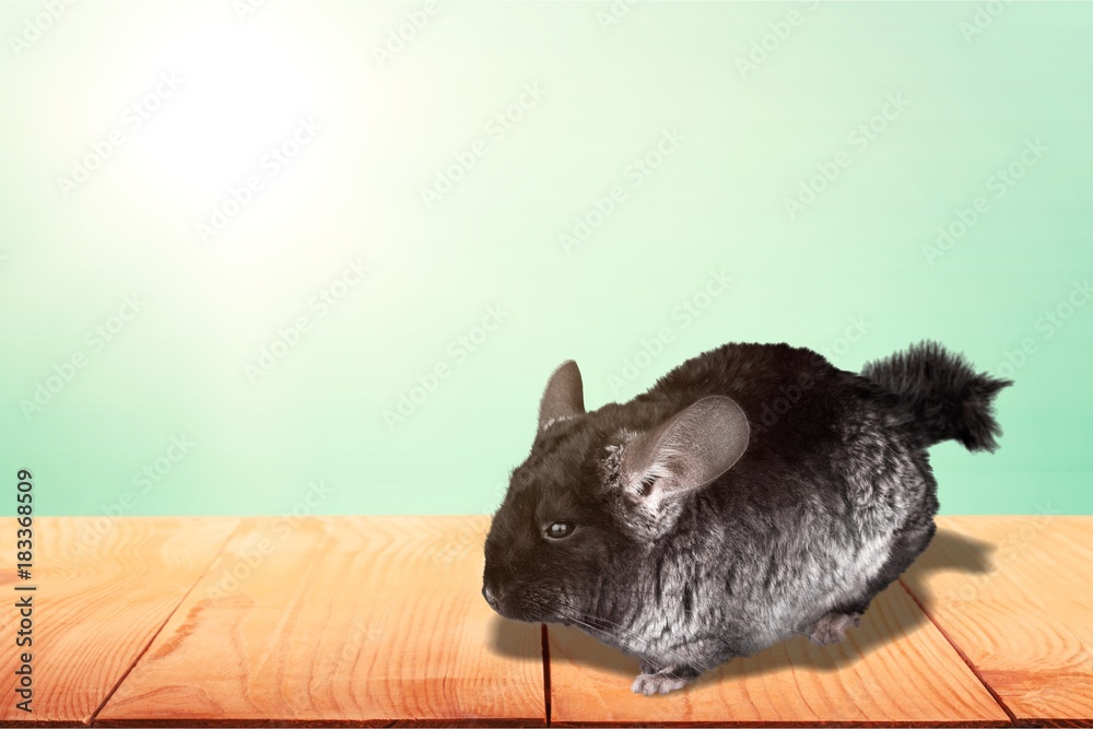 Chinchilla.