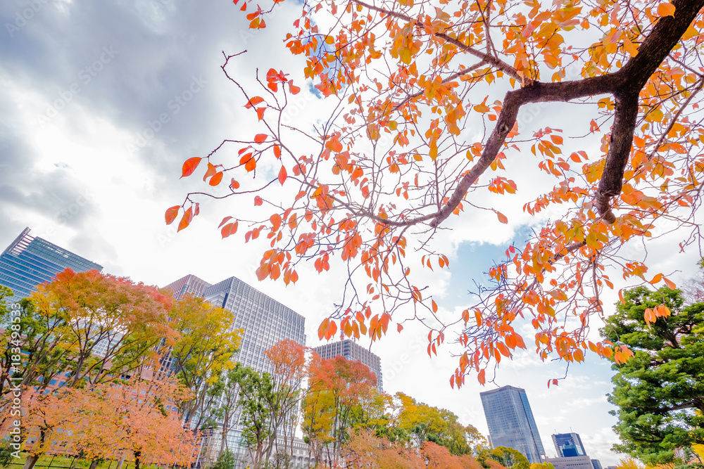 都会のビル群と紅葉の木々