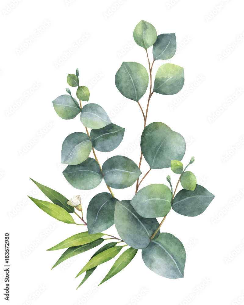 Watercolor vector bouquet with green eucalyptus leaves and branches.