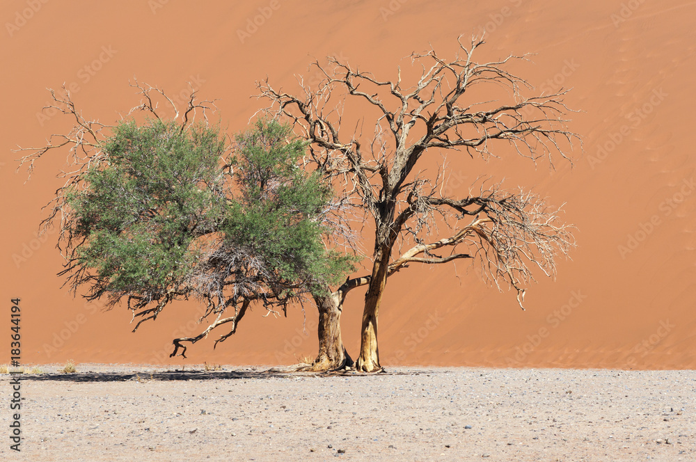 Dune with acacia trees in the Namib desert / Dune with acacia trees in the Namib desert, Namibia, Af