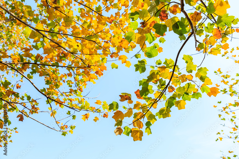 Colorful autumn leaves in the forest,liriodendron tree