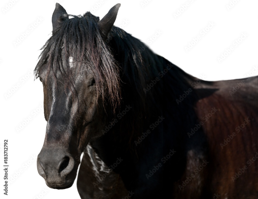 Black Horse Head