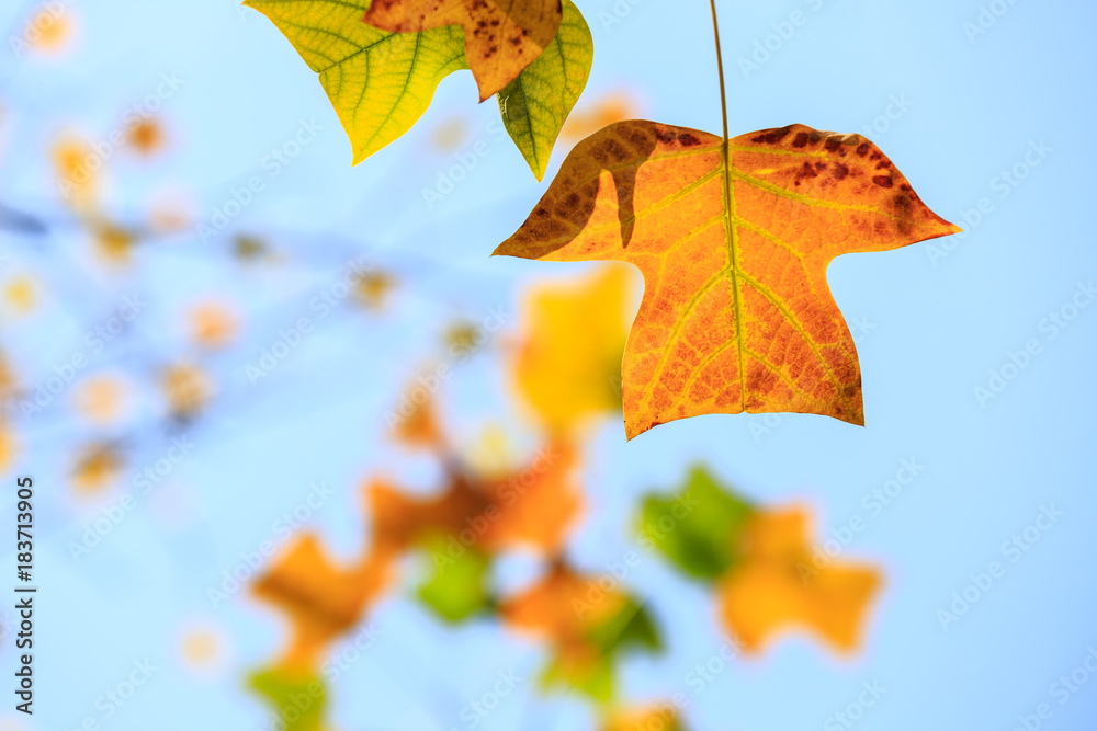 Colorful autumn leaves in the forest,liriodendron tree