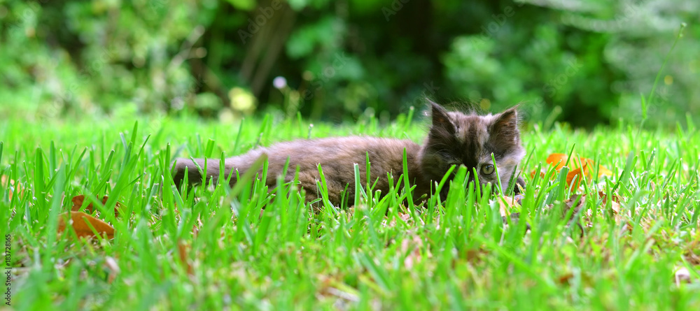 Piccolo gattino che gioca sdraiato sullerba 