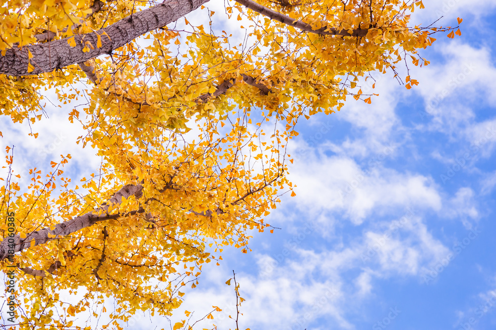 都会を彩る紅葉の木々