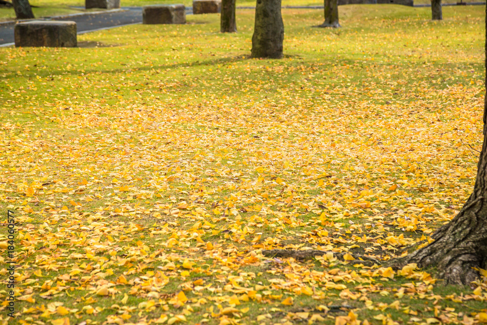 紅葉した公園の落葉樹の葉