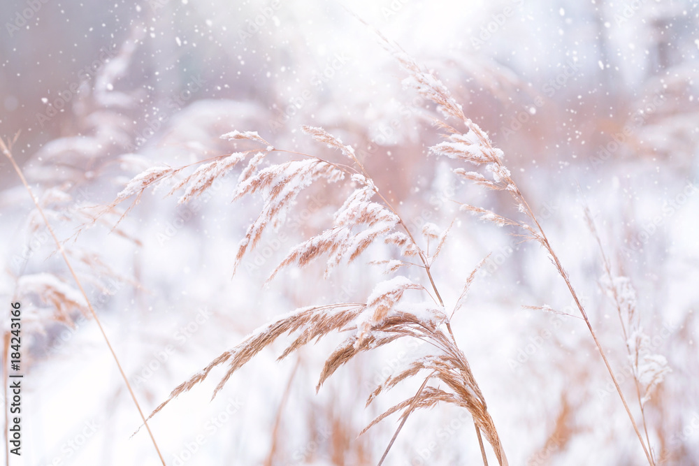 美丽的冬季自然背景宏观。雪地里冬天雪下的高草蓬松的茎