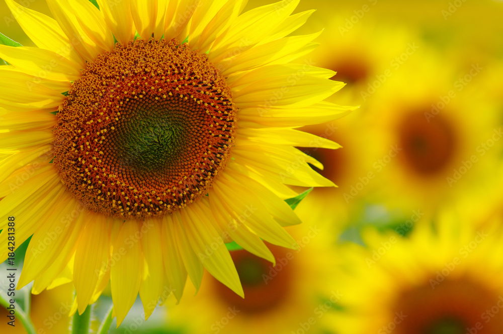 close-up sunflower in a field