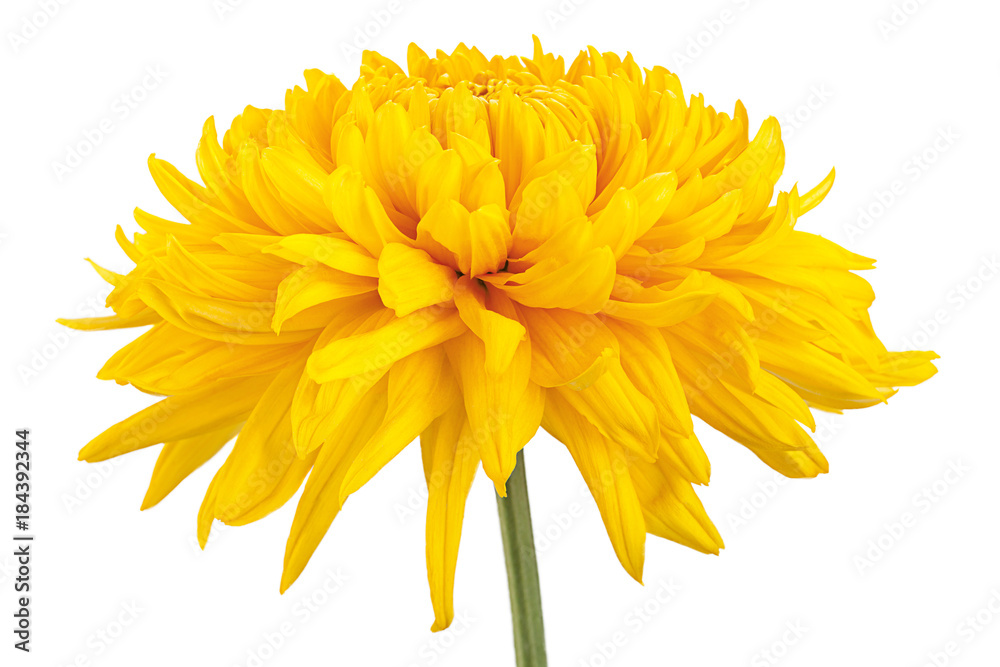 Yellow chrysanthemum flower head