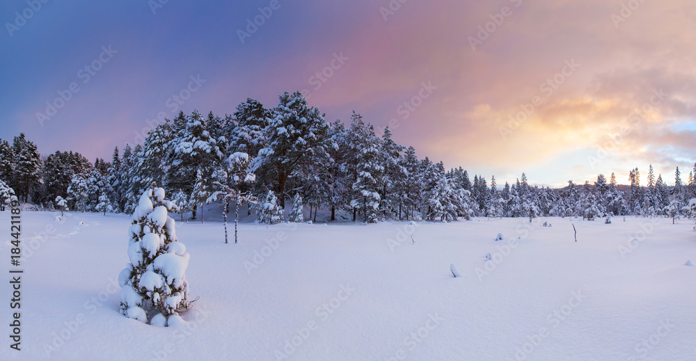 beautiful winter landscape snow tree