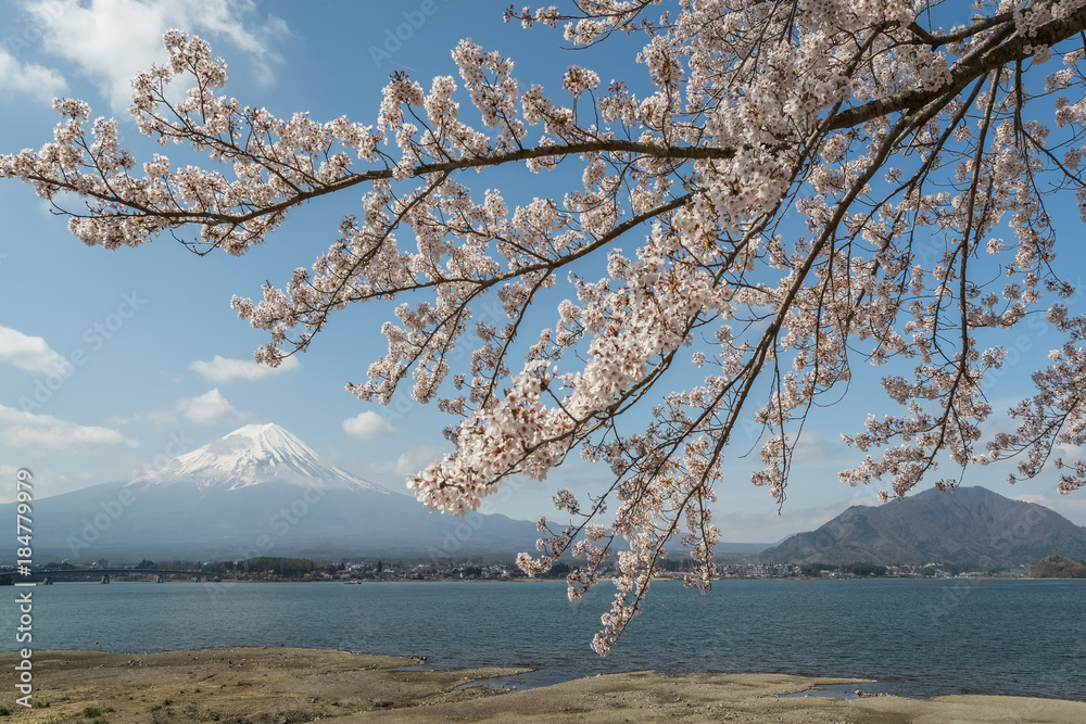 日本春季川口湖樱花和富士山