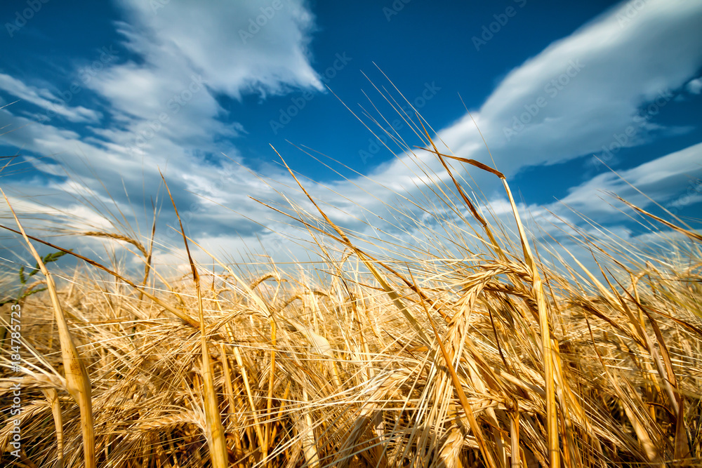 Golden ears of wheat against blue sky