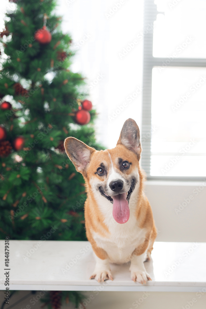 彭布罗克柯基犬在装饰有圣诞树的房子里。节日快乐，平安夜